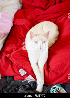 La flamme Mitzie point Siamese refroidissement sur la couverture rouge Banque D'Images