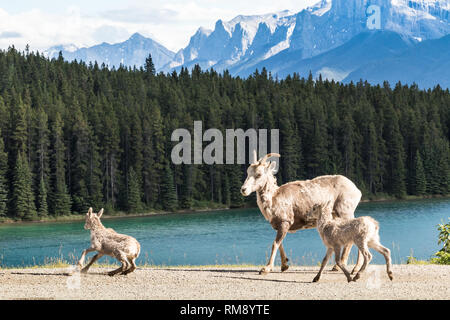 Mère sauvage chèvre avec deux bébés dans les montagnes Rocheuses, Alberta, Canada Banque D'Images