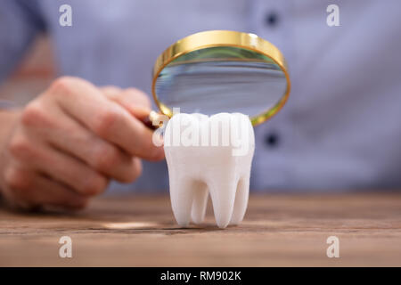 Close-up of a person holding loupe sur la Dent Blanche en bonne santé sur un bureau en bois Banque D'Images