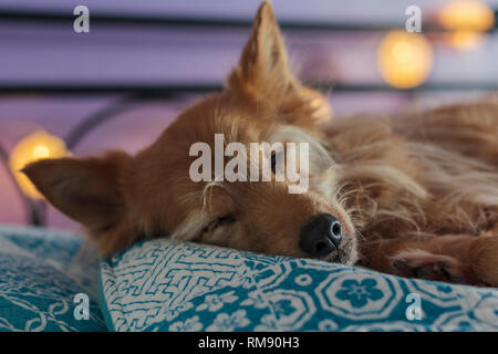 Close up of Dog dormant dans le lit de propriétaire Banque D'Images