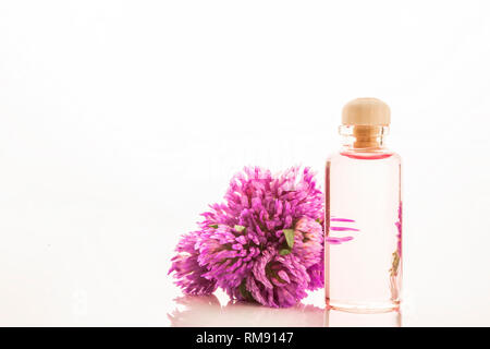 Essence de fleurs de trèfle rouge dans le flacon en verre isolé sur fond blanc Banque D'Images