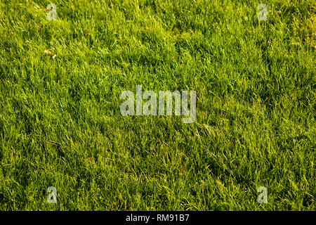 Pré Vert pelouse ou utiles comme un fond d'herbe Banque D'Images