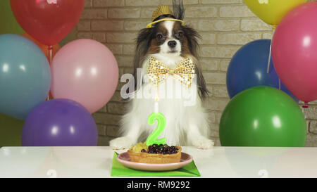 Chien fantaisie Papillon de manger le gâteau d'anniversaire avec une bougie Banque D'Images