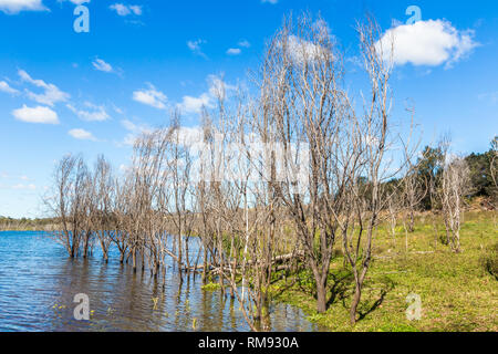 Arbres morts reflètent dans l'eau en barrage Glenbawn, Upper Hunter Valley, NSW, Australie. Banque D'Images