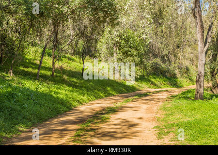 Chemin de terre à travers les arbres dans la partie supérieure de la Hunter Valley, Nouvelle-Galles du Sud, Australie. Banque D'Images