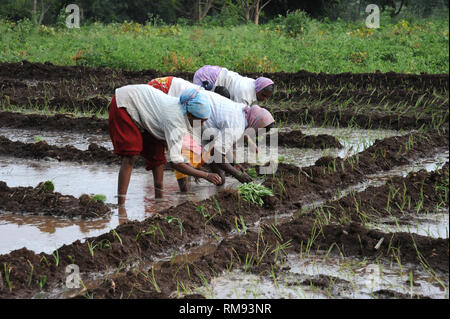 La plantation de jeunes plants de riz dans les rizières, Pune, Maharashtra, Inde, Asie Banque D'Images