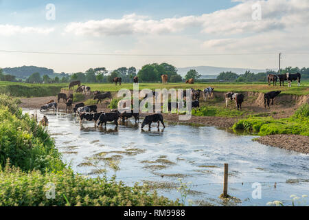 Près de Skipton, North Yorkshire, Angleterre, Royaume-Uni - Juin 06, 2018 : baignade dans la rivière Aire Banque D'Images