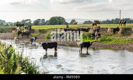 Près de Skipton, North Yorkshire, Angleterre, Royaume-Uni - Juin 06, 2018 : baignade dans la rivière Aire Banque D'Images