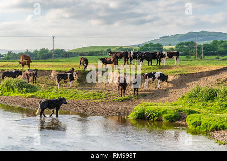 Près de Skipton, North Yorkshire, Angleterre, Royaume-Uni - Juin 06, 2018 : baignade dans la rivière Aire Banque D'Images