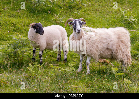 La campagne écossaise abrite de nombreuses variétés de moutons. Ces moutons paissent près de la Fairy Glen, à l'île de Skye. Banque D'Images