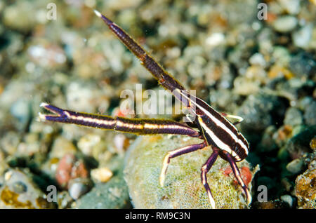 Le homard, Squat des crinoïdes élégant Allogalathea elegans, Critters@Baengabang site de plongée, l'île de Pantar, près de Alor, l'Indonésie, de l'Océan Indien Banque D'Images