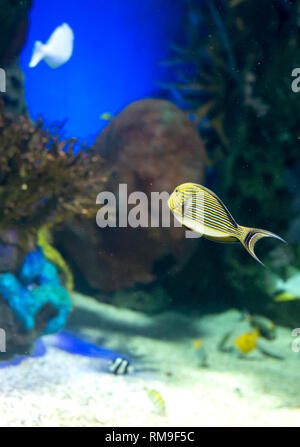 Le Clown Poisson Chirurgien (Acanthurus lineatus) à Ripley's Aquarium à Toronto. C'est un poisson tropical qui vit dans l'Indo-Pacifique, Hawaii, le Japon, et l'Austr Banque D'Images