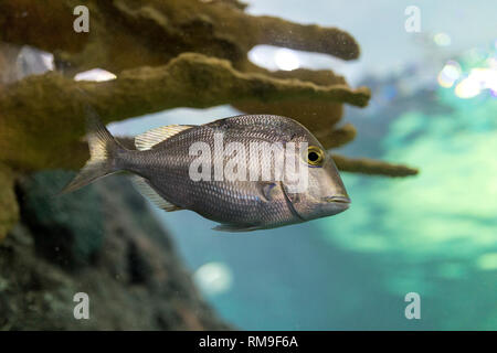 Petit poisson argenté à Ripley's Aquarium, à Toronto, Canada Banque D'Images
