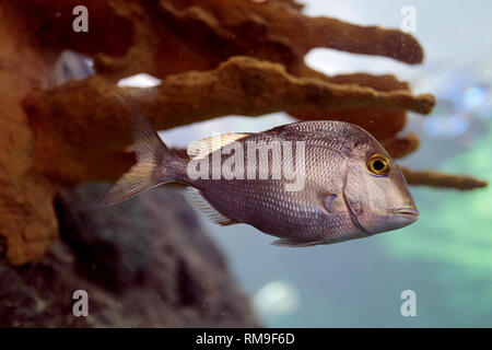 Petit poisson argenté à Ripley's Aquarium, à Toronto, Canada Banque D'Images
