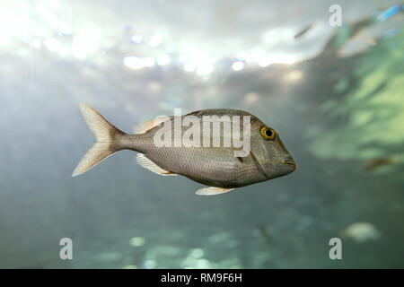 Petit poisson argenté à Ripley's Aquarium, à Toronto, Canada Banque D'Images