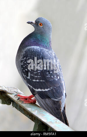 Un pigeon assis sur un bar Banque D'Images