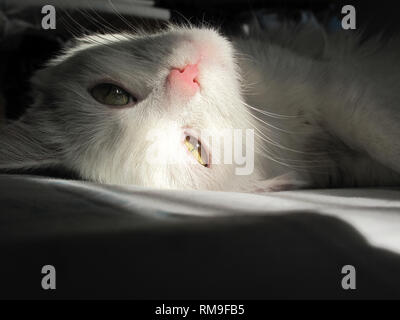 Chat blanc couché sur son dos dans la lumière du soleil Banque D'Images