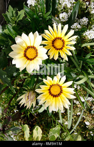 Gazania Daybreak jaune et blanc Alyssum "tapis de neige" fleurs Banque D'Images