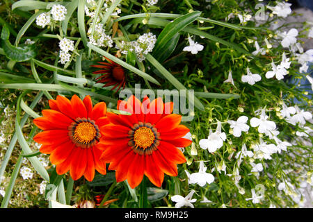 Gazania Daybreak orange et blanc fleurs Alyssum et Lobelia Banque D'Images