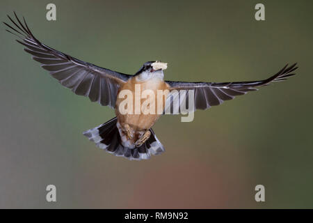 Kleiber, Spechtmeise, Flug, Flugbild, fliegend, mit Vogelfutter im Schnabel, Sitta europaea, Sittelle, sittelle torchepot, grimpereau des bois, vol, flyin Banque D'Images