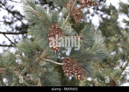 Rumelische Rumelische, Kiefer, Stroboscope, Mazedonien-Kiefer Balkankiefer Mazedonische, Kiefer, Zapfen, Pinus peuce, macédonien, Balkan Pine pin, pin Banque D'Images