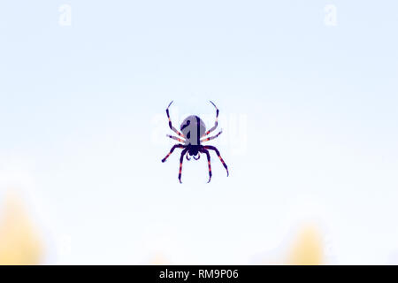 Gros plan araignée suspendu dans l'air sur spider web, arrière-plan flou avec copyspace. Banque D'Images