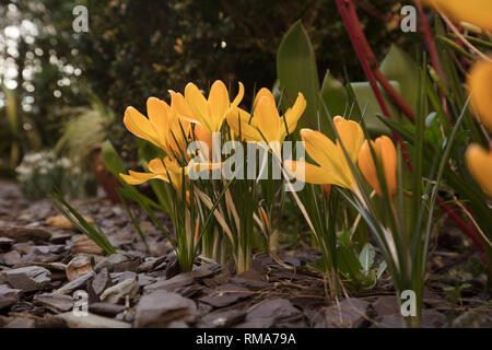 Londres, Royaume-Uni. 14 février 2019. Ducth Grande fleur crocus jaune d'AGA, deux à trois semaines de floraison tôt dans une banlieue de Londres, le jardin de croître par purple ardoise avec tiges argentées. Crédit : Joe Keurig /Alamy Live News Banque D'Images