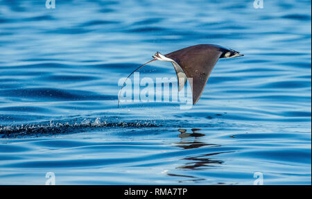 Mobula ray sautant de l'eau. Mobula munkiana, connu sous le nom de Manta de Monk, Munk, ray devil devil pygmée ray, smoothtail mobula. L'océan bleu ba Banque D'Images