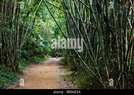 Randonneurs sur le sentier dans le parc national de Khao Sok, THAÏLANDE - Khao Sok Banque D'Images