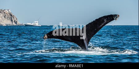 Dérive de l'imposante baleine à bosse (Megaptera novaeangliae). Banque D'Images