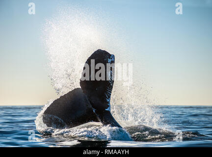 Dérive de l'imposante baleine à bosse (Megaptera novaeangliae). Banque D'Images