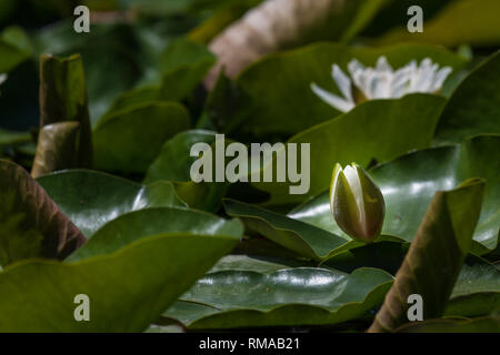 Un nénuphar blanc bud commence à peine à s'ouvrir dans un étang rempli de nénuphars verts. Banque D'Images