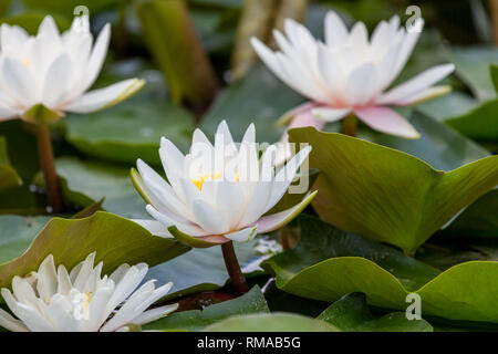 Des nénuphars blancs lumineux au-dessus de plus en plus lily pad vert feuilles dans un étang peu profond. Banque D'Images