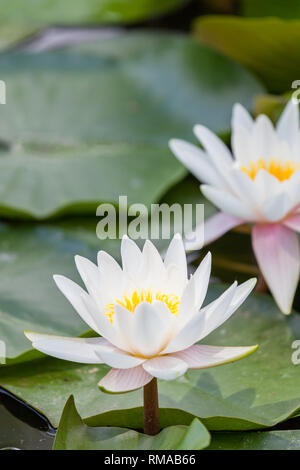 Des nénuphars blancs lumineux au-dessus de plus en plus lily pad vert feuilles dans un étang peu profond. Banque D'Images