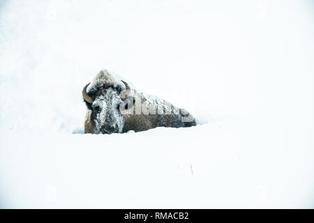 Le bison d'Amérique (Bison bison) dans le Yellowstone hiver neige Banque D'Images