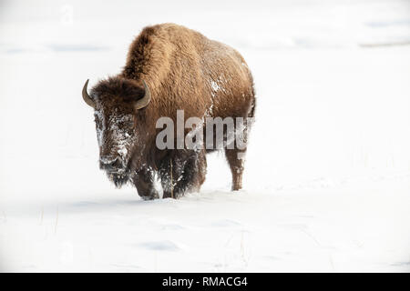 Le bison d'Amérique (Bison bison) dans le Yellowstone hiver neige Banque D'Images