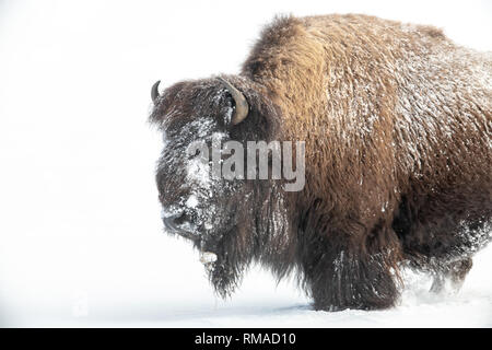 Le bison d'Amérique (Bison bison) dans le Yellowstone hiver neige Banque D'Images