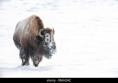 Le bison d'Amérique (Bison bison) dans le Yellowstone hiver neige Banque D'Images