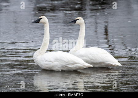 Les cygnes trompettes (Cygnus buccinator) dans le parc national de Yellowstone au cours de l'hiver Banque D'Images