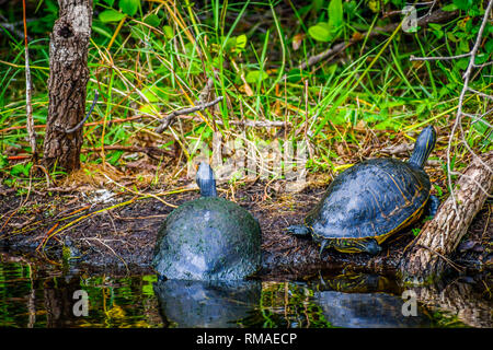 A Florida Cooter à Miami, Floride Banque D'Images