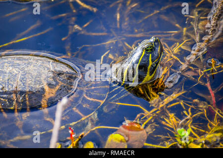 A Florida Cooter à Miami, Floride Banque D'Images