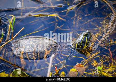 A Florida Cooter à Miami, Floride Banque D'Images