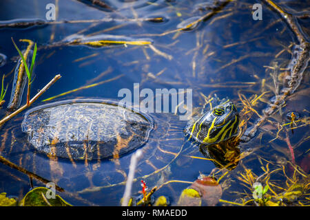 A Florida Cooter à Miami, Floride Banque D'Images