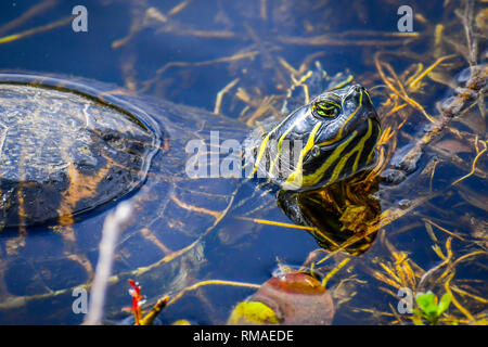 A Florida Cooter à Miami, Floride Banque D'Images