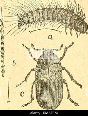 . Rapport annuel. Société d'entomologie de l'Ontario ; les insectes nuisibles ; les insectes. 1899] SOCIÉTÉ D'ENTOMOLOGIE. 9i un nouveau ravageur a été observé à Sweetpeas dans des jardins, à savoir l'Aphis (Nectaro Pois- phora destructeur) qui a été très mauvaise sur certaines couvertures d'sweetpeas tard dans la saison. En raison de la saison des pluies en juillet un dommage par l'araignée n'est qu'on se plaint en quelques endroits. Certains dommages ont été faits par le Livre vert Olover (Charançon Phytonomus nigrirostris) une attaque grave ayant été remarqué dans les parcelles expérimentales à la Ferme expérimentale centrale. Le légionnaire noir (Noctua, fennica) a attaqué les deux petits pois et Banque D'Images