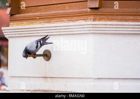 Pigeon assoiffé de l'eau du robinet potable sur célèbre fontaine Sebilj en ville de Sarajevo Banque D'Images