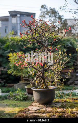 Chaenomeles bonsai dans WangJiangLou parc public, Chengdu, province du Sichuan, Chine Banque D'Images
