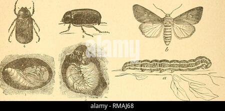 . Rapport annuel. Société d'entomologie de l'Ontario ; les insectes nuisibles ; les insectes. 64 Société d'entomologie de l'Ontario. Pour obtenir de la nourriture, et pour cette raison ont été considérés par certains comme le ver de l'armée un correspondant a écrit, "les feuilles vertes et les vignes elles-mêmes ont été mangés, mais mes petits pois étaient trop presque mûr avant qu'ils ont été attaqués à être beaucoup de blessés. J'ai jamais rien vu de pareil. Le sol était littéralement en vie avec l'insectes rampants. Nous mettons. Fig. 64. Fig. 65. Paris vert sur les navets, et ce sans doute aidé, mais les insectes sont si nombreux qu'un jeu après l'autre a pris le pla Banque D'Images