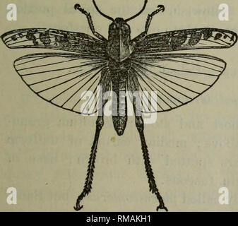 . Rapport annuel. L'enseignement agricole. Fig. 16. Encoptolophus sordidus. Camnula pellucida. Scudder. Frêne brun à brun rougeâtre ; visage ; jaunâtre à la base des antennes, brun foncé vers son extrémité ; une tache noire triangulaire derrière l'œil, l'apex de la toucher ; un quad- transverse de tache noire sur la partie antérieure de la partie supérieure de l'autre de le pronotum pronotum ; au-dessus parfois avec une bande noire au milieu de l'aile ; couvre avec la moitié basale brun foncé, avec de petites taches jaunâtres et transversal des stries, surtout à l'avant ; la moitié apicale des frontières claires, avec une ronde marron foncé- Fig. 17. Camnula pellucida. ed Banque D'Images