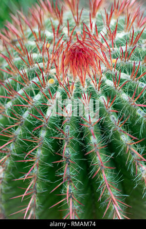 Close up. Grappes d'épines pointues rouge sortir de la tige sur aréoles laineux baril de cactus. Cactus mexicain. Ferocactus pilosus Banque D'Images